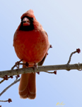 Cardinals and Grosbeaks